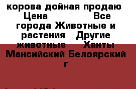 корова дойная продаю › Цена ­ 100 000 - Все города Животные и растения » Другие животные   . Ханты-Мансийский,Белоярский г.